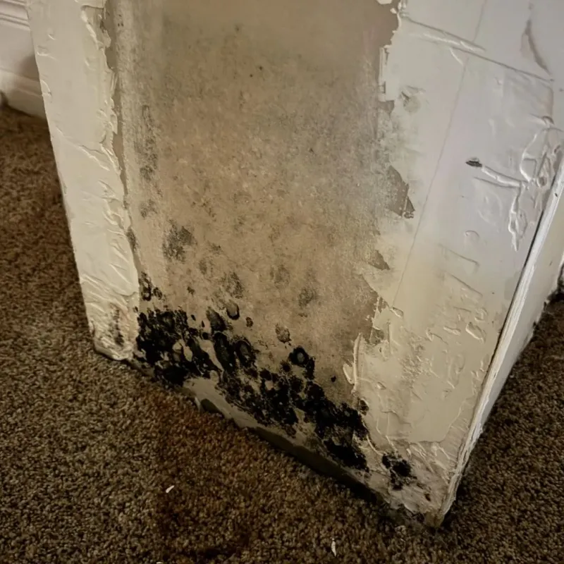Professional Mold Removal in Moravian Falls, NC